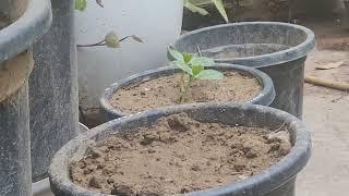 Best Fertilizer Comparison: Vermicompost vs NPK 20-20-20 vs NPK 00-52-34  Which is Best?