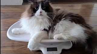 Cat loves to be weighed ️