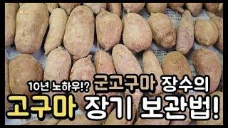 고구마 장기 보관법 (군고구마 장수의 비법!?) - 주말농장 [일꾼TV]