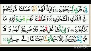 surah yaseen by shama official #quran