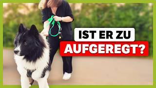 Kein ZUGRIFF auf den Hund: Elo-Rüde Loui ignoriert draußen | Live-Training