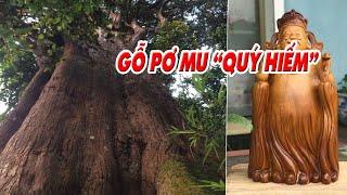 Gỗ pơ mu quý hiếm được dùng để làm gì? Chi tiết về gỗ pơ mu ! | Sơn Sập Gỗ