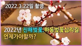 진해벚꽃.하동벚꽃십리길 벚꽃개화상황 및 추천장소.날짜 꼭 확인 후 출발하세요~