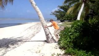 Climbing a coconut tree in the Marshall Islands