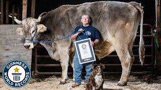 Tallest Steer - Guinness World Records