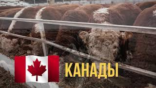 Herefords Kazakhstan 2019 1