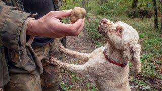 RICERCA DEL TARTUFO BIANCO. I SEGRETI DEL TARTUFAIO