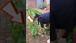Brick floor vegetable planting #brick #floor #vegetables