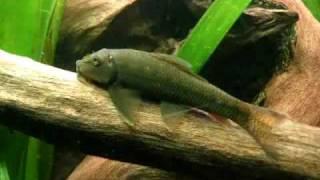 Biggest and best video update of my Southeast Asia Community tank / Asienbecken [7/7]