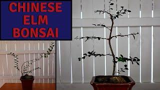 Pruning and Wiring Chinese Elm Bonsai | Bonsai for Beginners