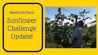 Sweet Iris Farm Sunflower Update!