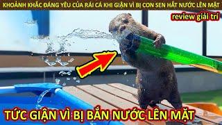 Khoảnh Khắc Đáng Yêu Của Rái Cá Khi Tức Giận Vì Bị Con Sen Bắn Nước Lên Mặt || Review Giải Trí