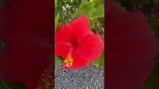 Hibiscus blossoms #flowers #gardening #hibiscus