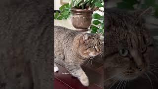 Барсик - Хранитель дома! Barsik is the guardian of the house! #catvideos #barsik #cat