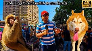 Saddar Exotic Dogs Market 6-10-24 Karachi Latest Updates German Shepherd  American Pit Bull Terrier