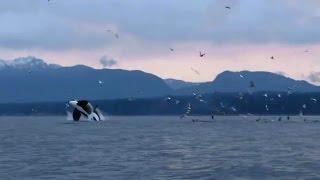 Discover Vancouver Island BC, Breathtaking Tourism video