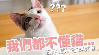 5 Cat Behaviour Commonly Misunderstood 【Lady Flavor Cat Knowledge】EP11