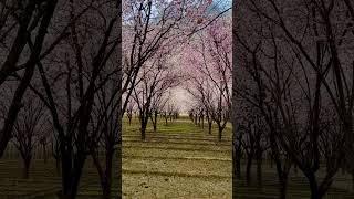 Spring #spring #nature #blossom #skardu #springseason #pakistan