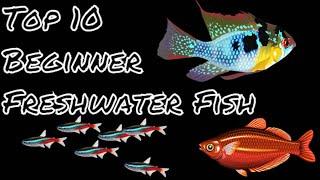 Top 10 Freshwater Fish For Beginners