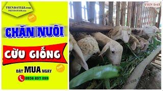 Nuôi cừu giống ở Việt Nam