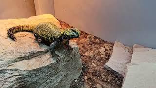 #lemonade the Geyri #uromastyx