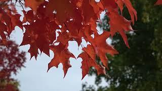 Autumn Ambience with Relaxing Piano Music - Cozy Autumn Sounds, Soothing Fall Scenery