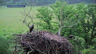 WATCH: See famous Decorah eagles nest collapse