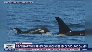 Center for Whale Research announces sex of 2 orca calves