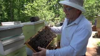 Honey #4 What to do with leftover bees after a sale (English Version)