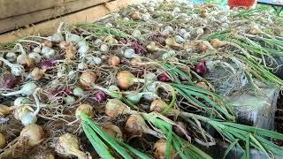 HARVESTING AND DRYING ONIONS  #electroculture #copperantenna #growmorefood #nofertilizer #freedom