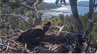 Sunny's SPECTACULAR RUN & HOVER High Above Nest! ️ Multiple Fish Steals! Big Bear @FOBBVCAM 5.30.25
