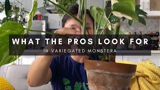 What Pros Look for in Variegated Monstera | Buying & Selling | Rare Tropical Houseplants | Ep 136