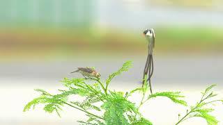 Pin tailed  Whydah courtship dancing