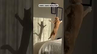 Dance Off #animals #cats #dance #entertainment #shorts