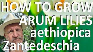 Tropical Gardens UK: How to Grow the Arum LiIy -  Zantedeschia aethiopica