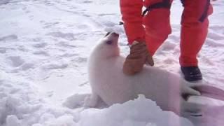 Baby seal squeals