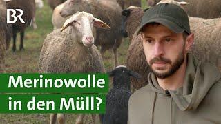 Naturprodukt Merino Wolle: Die Vermarktung der Wolle vom Schaf ist schwierig | Unser Land | BR