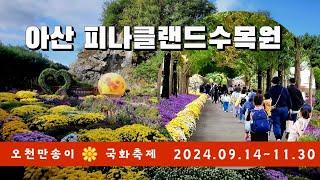 충남 아산 피나클랜드수목원 가을국화축제/축제기간 2024.09.14~11.30