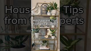 Houseplant tips from people smarter than me  #houseplants