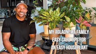 Meet My Aglaonema Family: Easy Care Tips For An Easy Houseplant