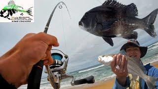 Fishing a Rock and Surf Competition! (Catching Mussel Cracker Kob and Blacktail)