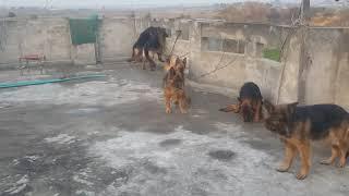 7 German Shepherds Females.1 Stock hair,6long hairs@Z.hpets.