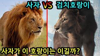 사자 vs 검치호랑이(스밀로돈) 현생과 고대 맹수의 왕은? 전투력분석