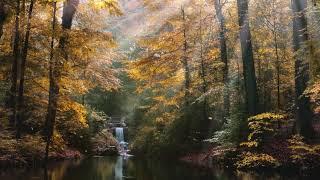 ЗАВОРАЖИВАЮЩИЙ ОСЕННИЙ ЛЕС С ВОЛШЕБНЫМ ВОДОПАДОМMAGICAL AUTUMN FOREST WITH A MAGICAL WATERFALL