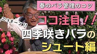 【バラの育て方】春のバラ管理のコツココ注目！！四季咲きバラのシュート編（2023年5月19日）
