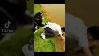 알수없는 댕댕이들 #shorts