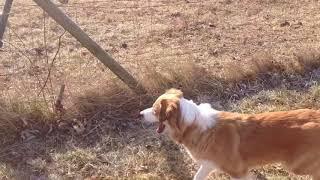 Young English Shepherd Training Herding Sheep