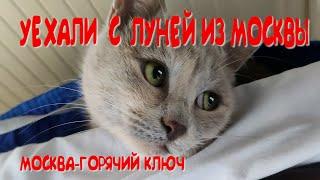 ОДЕССИТКА,КОШКА ЛУНЯ ,И Я ЕДЕМ В ПОЕЗДЕ НА КУБАНЬ В ГОРЯЧИЙ КЛЮЧ.