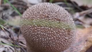 Purchawka brunatna - Lycoperdon umbrinum cz1