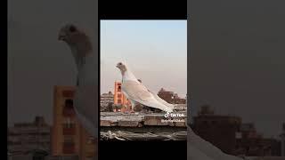 #الخواجة
